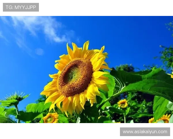 开运登录助你开启好运之门,轻松实现梦想与目标