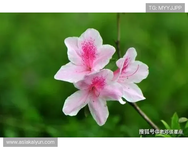 掌握开运官网登录技巧，快速提升你的运势和生活品质